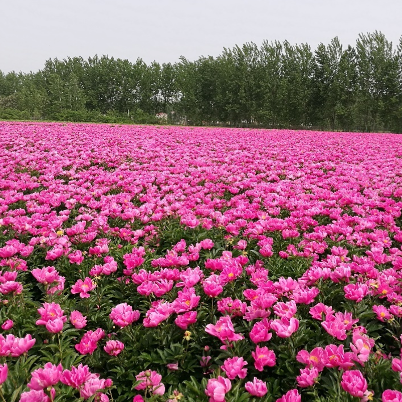 Shufeng Jiedu agriculture